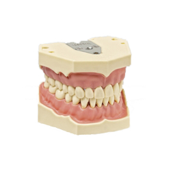Model pre dentlnu hygienu