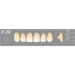 O20 Artic 6 zuby frontlne horn (VITA A1-D4)